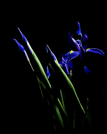 Iris, In Shadow